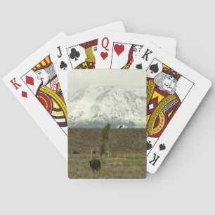 Bizons in Grand Teton National Park Fotografie Pokerkaarten