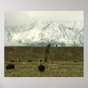 Bizons in Grand Teton National Park Fotografie Poster