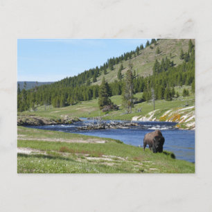 Bizons in Yellowstone National Park Briefkaart