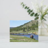 Bizons in Yellowstone National Park Briefkaart (Staand voorkant)