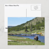 Bizons in Yellowstone National Park Briefkaart (Voorkant / Achterkant)