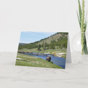 Bizons in Yellowstone National Park Kaart