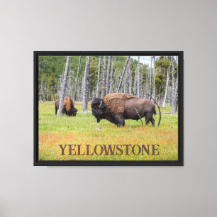 Bizons van Yellowstone Canvas Afdruk