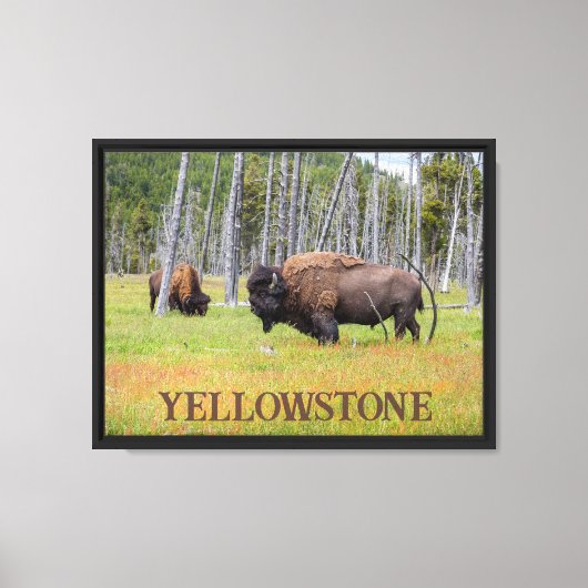 Bizons van Yellowstone Canvas Afdruk (Voorkant)