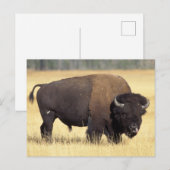 Bizonstier in Yellowstone National Briefkaart (Voorkant / Achterkant)