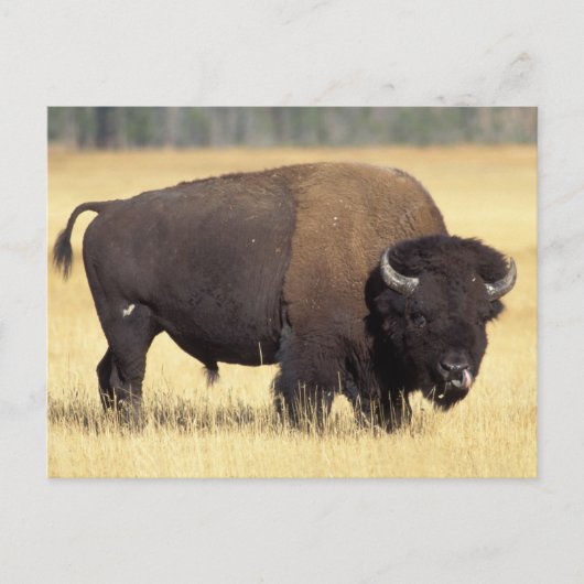 Bizonstier in Yellowstone National Briefkaart (Voorkant)