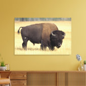 Bizonstier in Yellowstone National Canvas Afdruk (Insitu (Woonkamer))