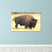 Bizonstier in Yellowstone National Canvas Afdruk (Insitu (Houten vloer))