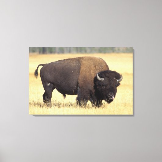 Bizonstier in Yellowstone National Canvas Afdruk (Voorkant)