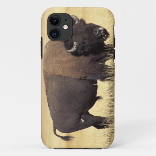 Bizonstier in Yellowstone National Case-Mate iPhone Case (Achterkant)