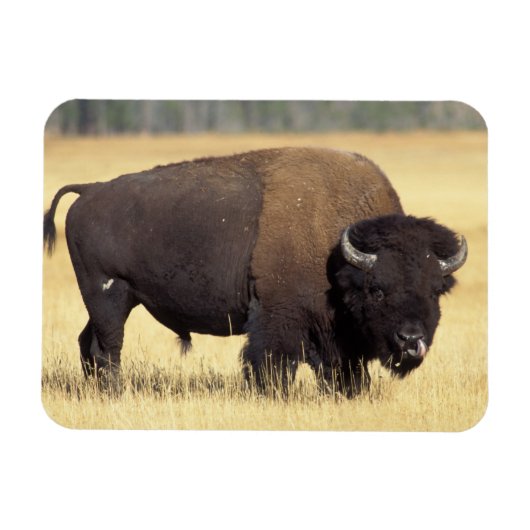 Bizonstier in Yellowstone National Magneet (Horizontaal)