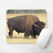 Bizonstier in Yellowstone National Muismat (Met muis)