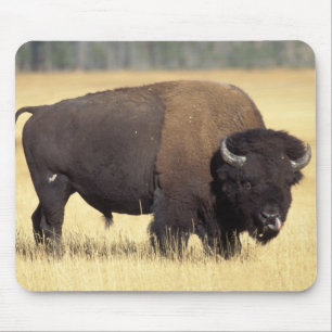 Bizonstier in Yellowstone National Muismat