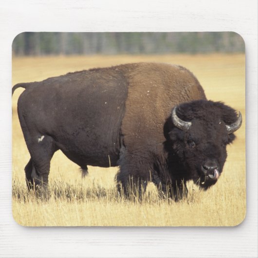 Bizonstier in Yellowstone National Muismat (Voorkant)