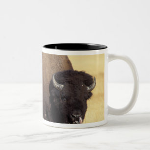 Bizonstier in Yellowstone National Tweekleurige Koffiemok