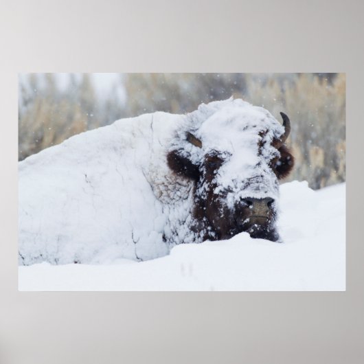 Bizonstier, winterjas poster (Voorkant)