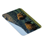 Bizonstieren in het Waterton Lakes National Park Magneet (Rechterzijde)