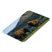 Bizonstieren in het Waterton Lakes National Park Magneet (Linkerzijde)