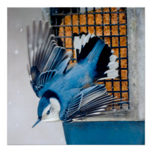 Blaas in sneeuw - oorspronkelijke foto perfect poster