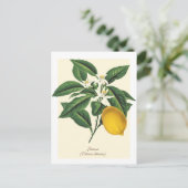  blaasbloem met botanische lonten briefkaart (Staand voorkant)