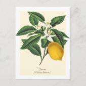  blaasbloem met botanische lonten briefkaart (Voorkant)