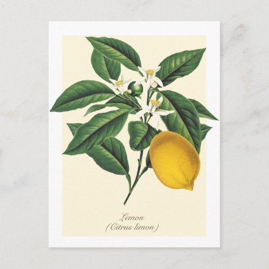  blaasbloem met botanische lonten briefkaart (Voorkant)