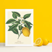  blaasbloem met botanische lonten briefkaart