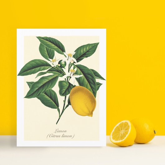  blaasbloem met botanische lonten briefkaart