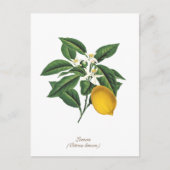  blaasbloem met botanische lonten briefkaart (Voorkant)