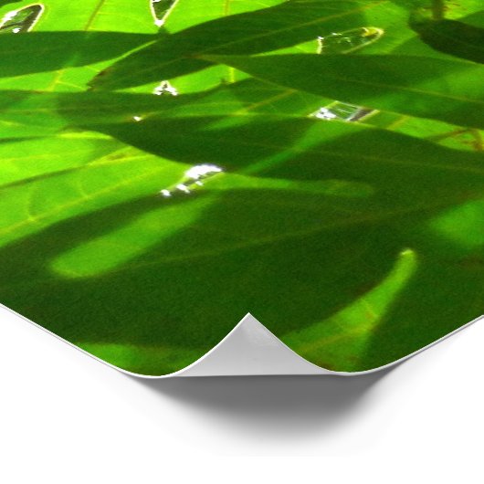 Blaasboombladeren Poster (Hoek)