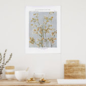 Blaaskampioen; Witte Ben - Silene latifolia Poster (Keuken)