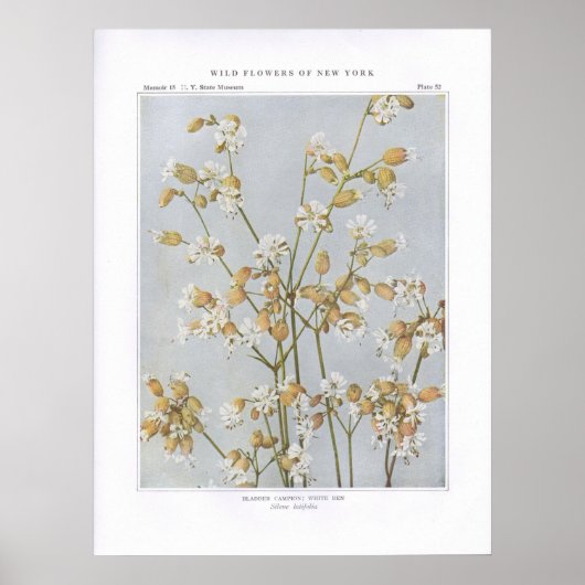 Blaaskampioen; Witte Ben - Silene latifolia Poster (Voorkant)