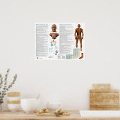 Blaasmeridiaan Acupunctuurpunten Poster (Keuken)