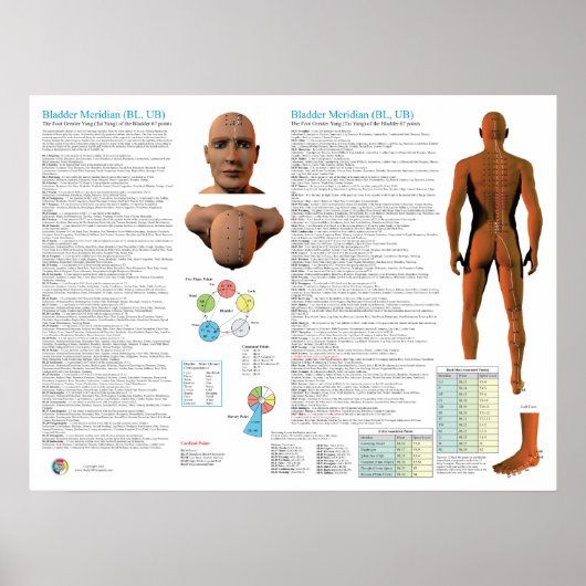 Blaasmeridiaan Acupunctuurpunten Poster (Voorkant)