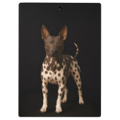 Black 4 Luxe Clipboard, Hairless Terrier Dog Klembord (Achterkant)