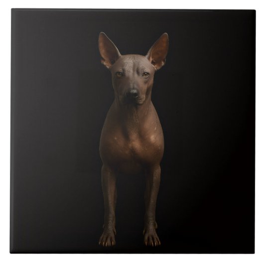 Black 4 Luxe Tile with Argentine Pila Dog Tegeltje (Voorkant)