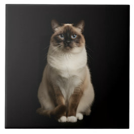 Black 4 Luxe Tile with Birmanese Cat Tegeltje
