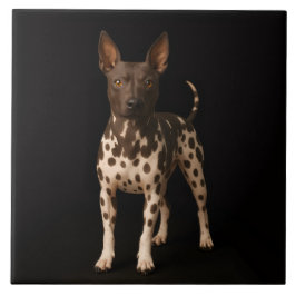 Black 4 Luxe Tile with Hairless Terrier Dog Tegeltje