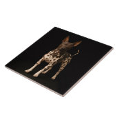 Black 4 Luxe Tile with Hairless Terrier Dog Tegeltje (Zijkant)