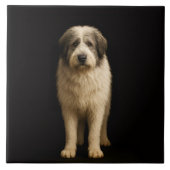 Black 4 Luxe Tile with Mioritic Shepherd Tegeltje (Voorkant)