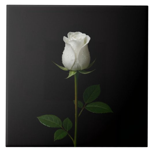 Black 4 Luxe Tile with Pure White Rose Tegeltje (Voorkant)