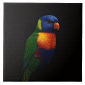 Black 4 Luxe Tile with Rainbow Lorikeet Parrot Tegeltje (Voorkant)