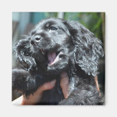Black American Cocker Spaniel Puppy 10 weken oud Magneet (Voorkant)
