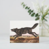Black American Wolf (Canis lupus) Illustratie Briefkaart (Staand voorkant)