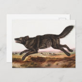Black American Wolf (Canis lupus) Illustratie Briefkaart (Voorkant / Achterkant)