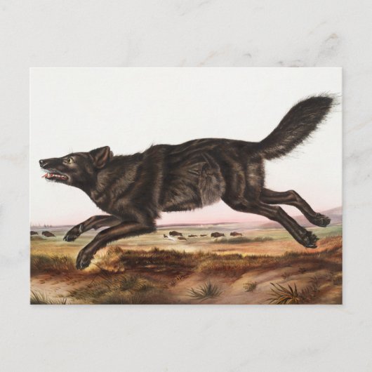 Black American Wolf (Canis lupus) Illustratie Briefkaart (Voorkant)