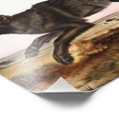 Black American Wolf (Canis lupus) Illustratie Foto Afdruk (Hoek)