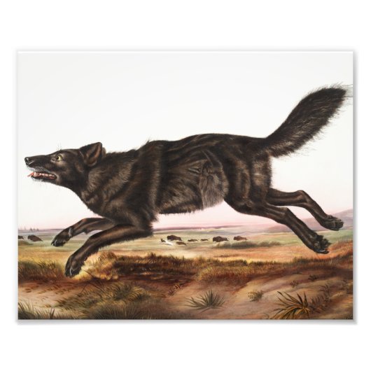Black American Wolf (Canis lupus) Illustratie Foto Afdruk (Voorkant)