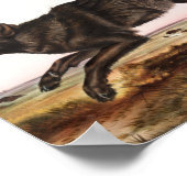 Black American Wolf (Canis lupus) Illustratie Poster (Hoek)