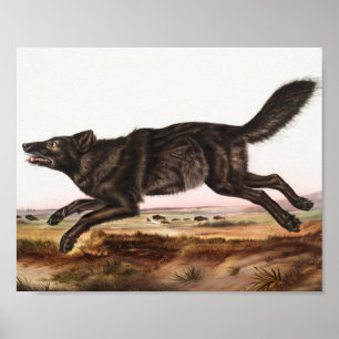 Black American Wolf (Canis lupus) Illustratie Poster